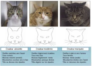 signe douleur chat ostéopathie lyon
