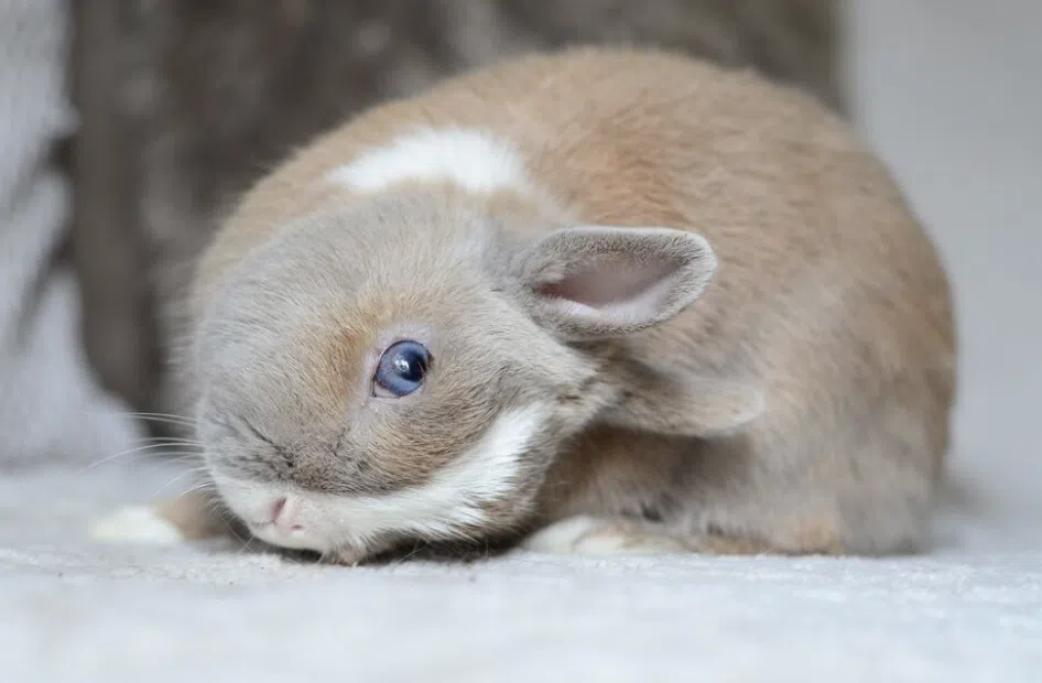 lapin tête penché e cuniculi ostéopathie lyon