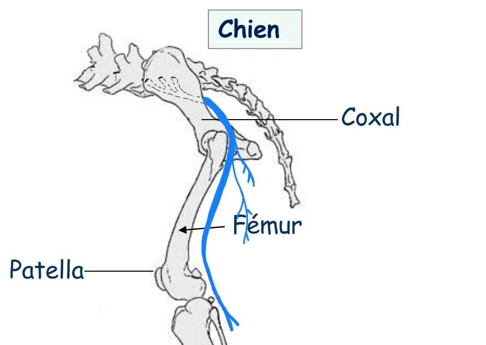 schéma nerf sciatique chien ostéopathie ostéopathe lyon