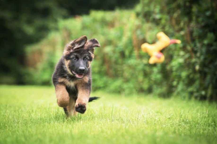 chiot santé articulaire ostéopathie lyon
