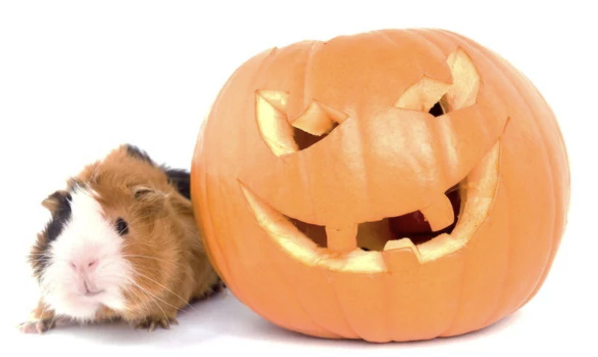 cochon d'indéterminée recette friandises halloween