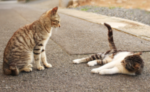 ostéopathie chien chat lyon bagarre accident 