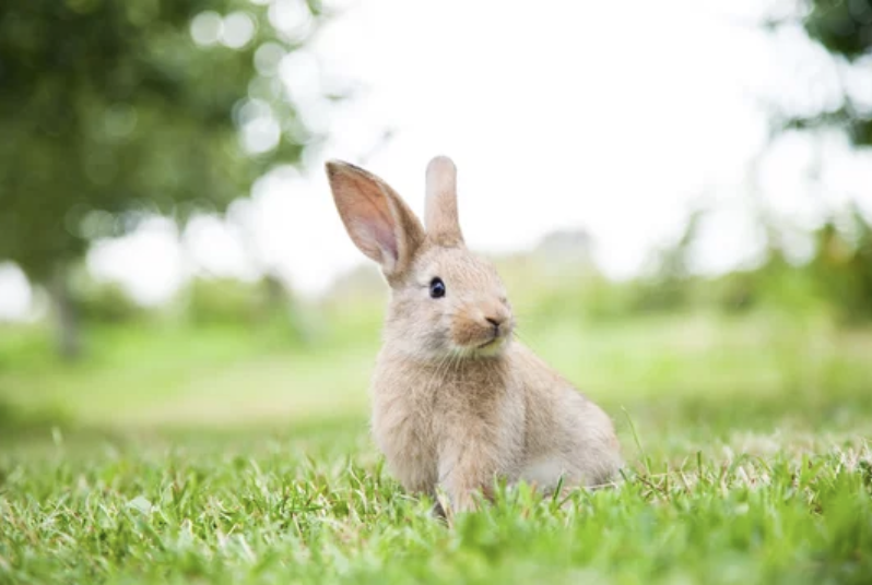 lapin ostéopathie lyon