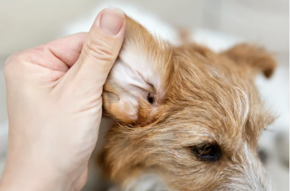 ostéopathie chien lyon otite ostéopathe 