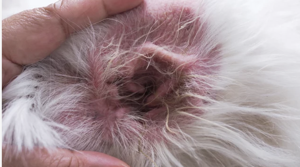 ostéopathie otite chien lyon ostéopathe 