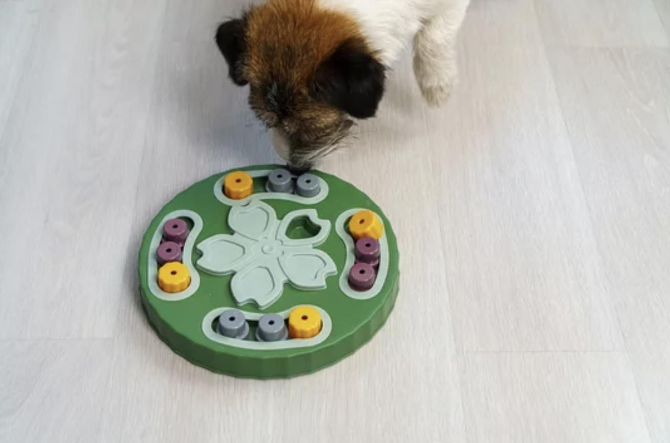 chien jardin ostéopathie animale lyon jouet intelligence occupation