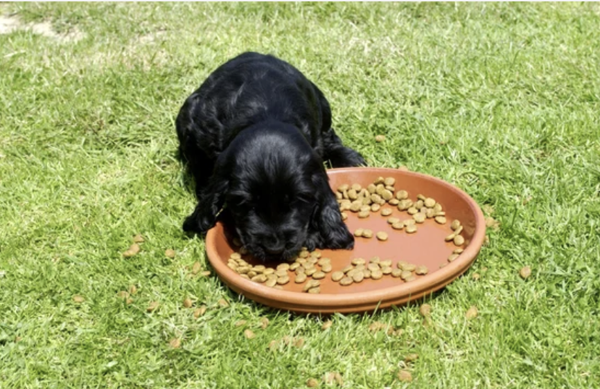 ostéopathie animale lyon chien gamelles surélevées 