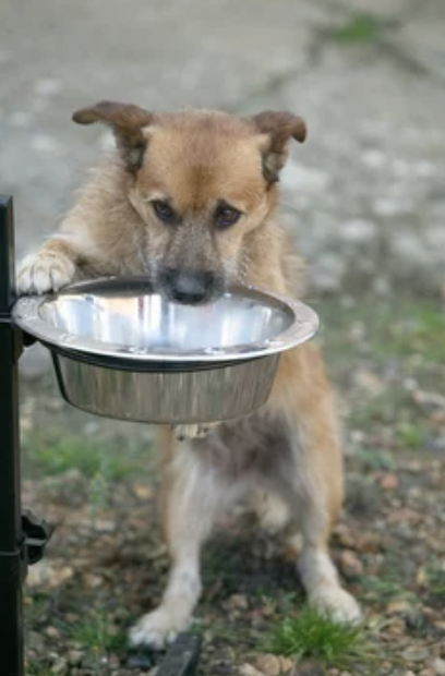 ostéopathie animale lyon chien gamelles surélevées 