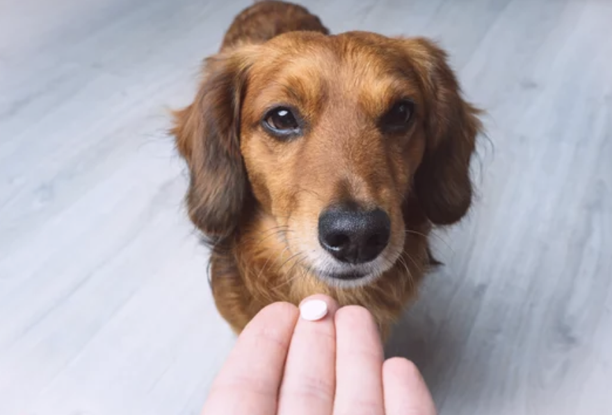 ostéopathie et anti inflammatoires lyon chien 