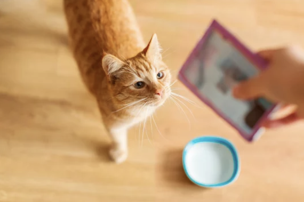 pâté chat ostéopathie lyon 