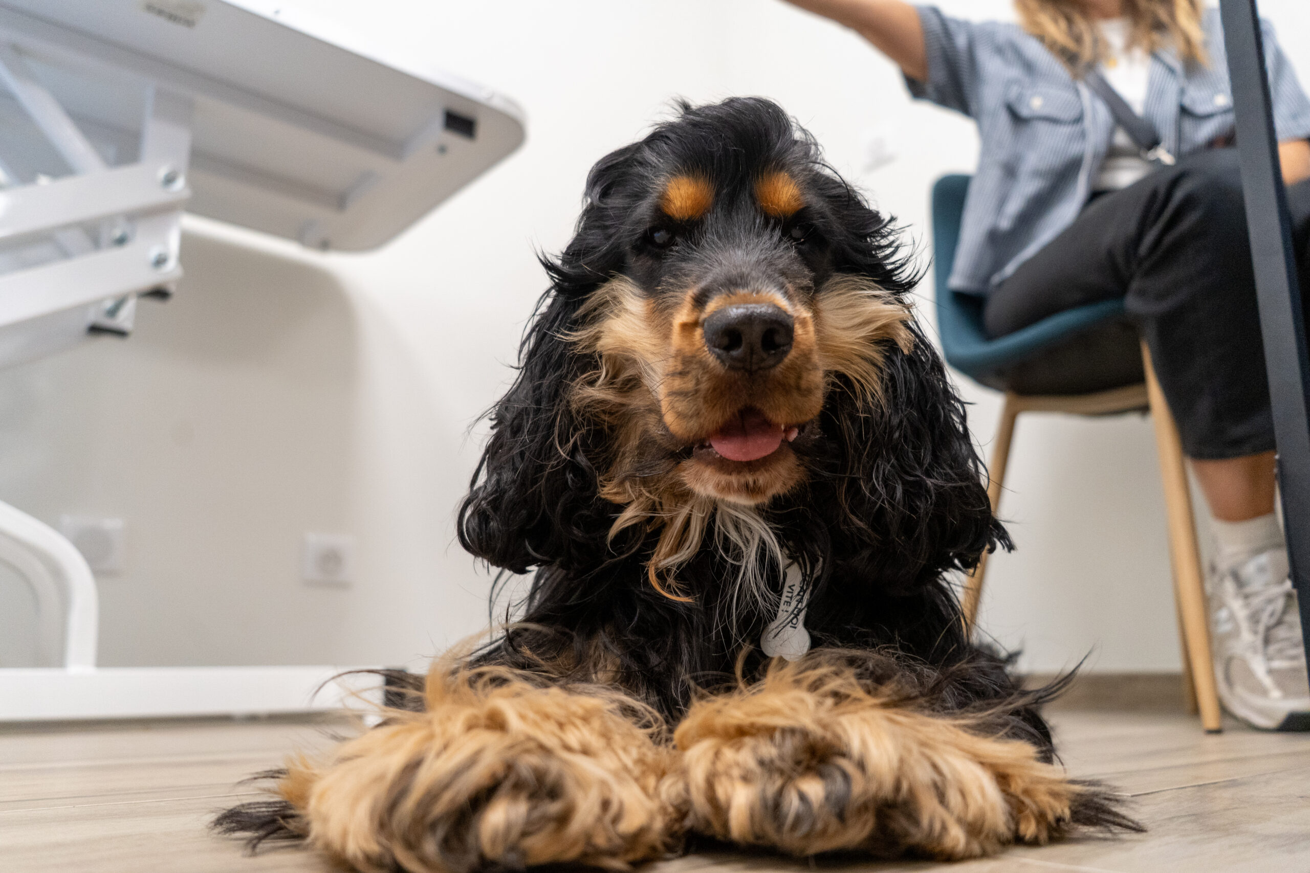 ostéopathe animalier chien chat lyon