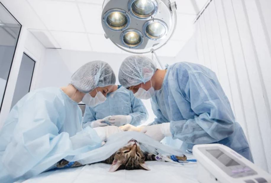 chat stérilisation lyon ostéopathie 