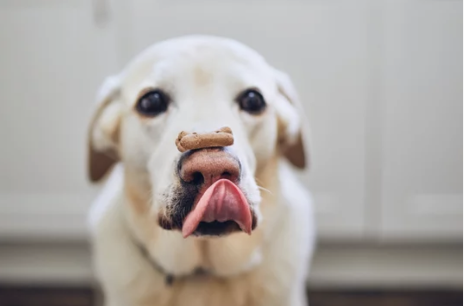 chien biscuit Halloween recette