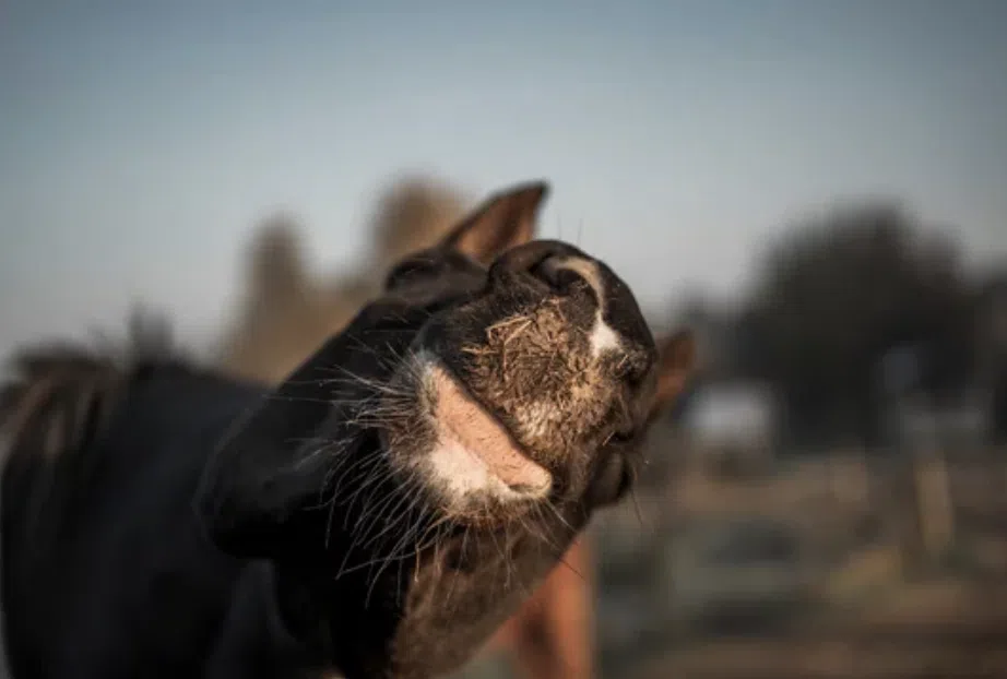 recette friandises halloween cheval