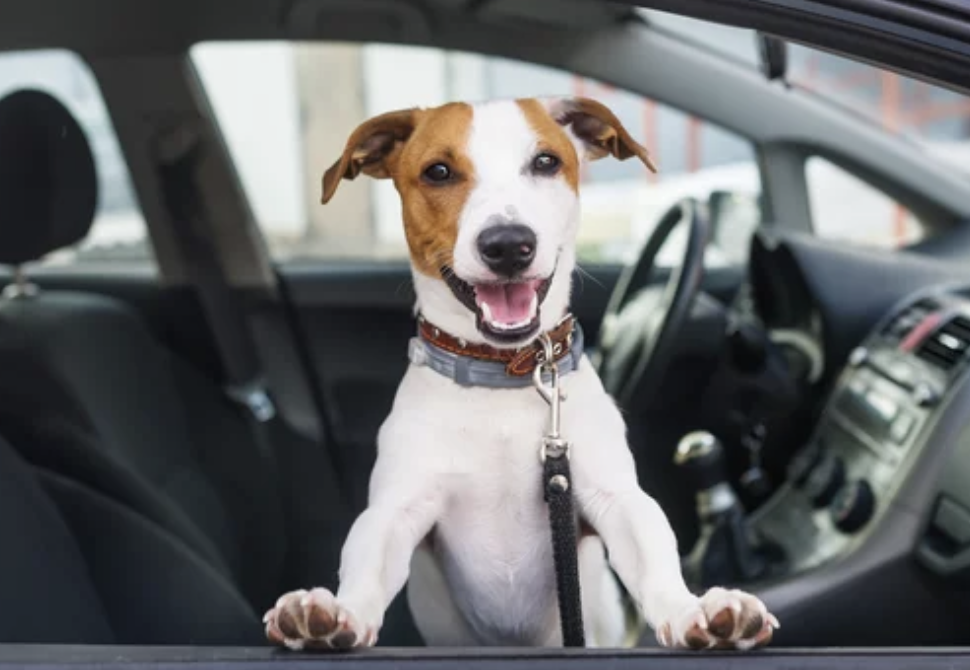 chien malade en voiture ostéopathie lyon 