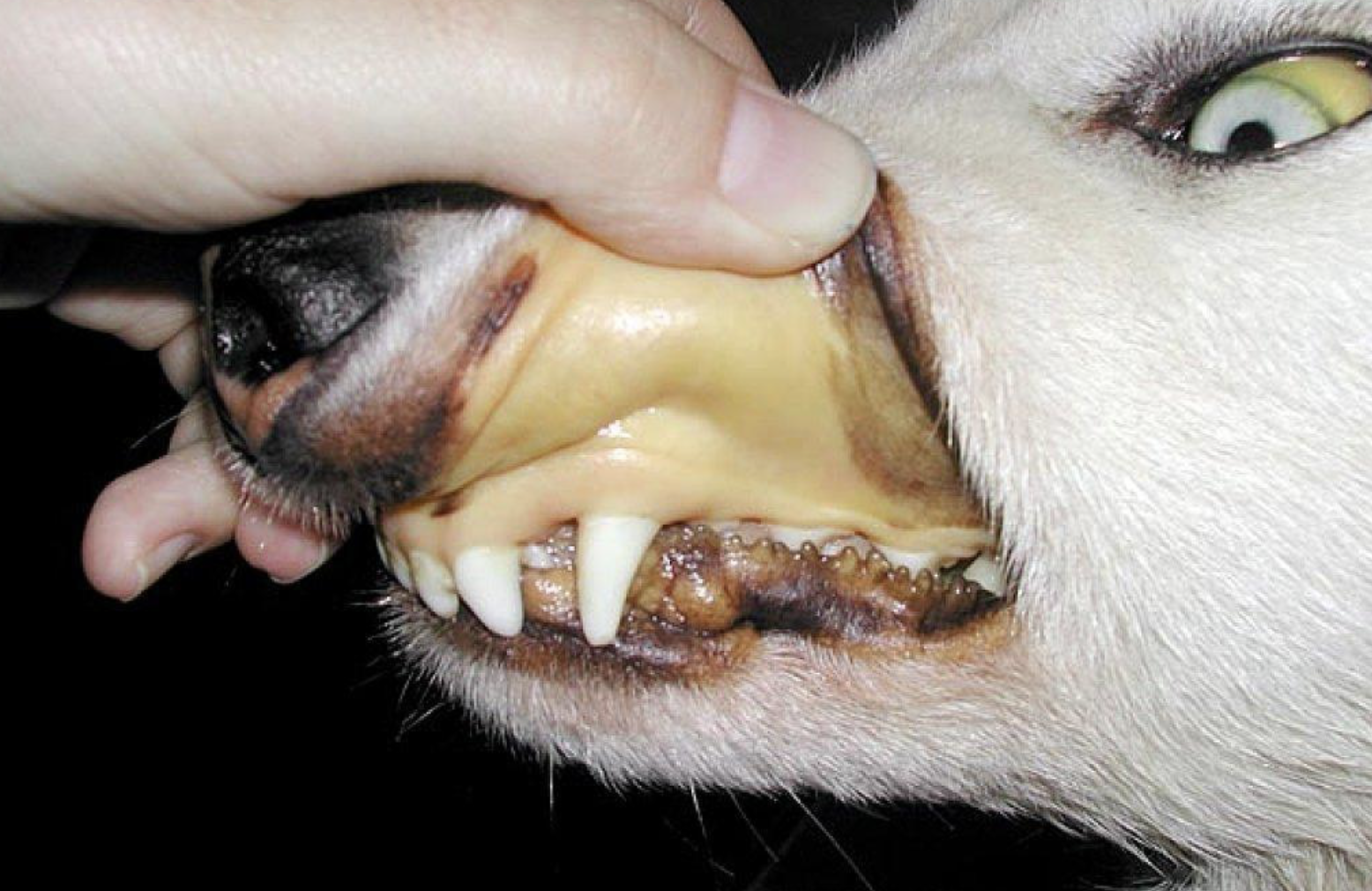 muqueuses jaunes chien 