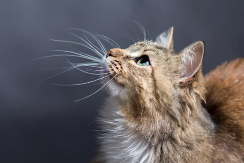 problème chat foie ostéopathie lyon 