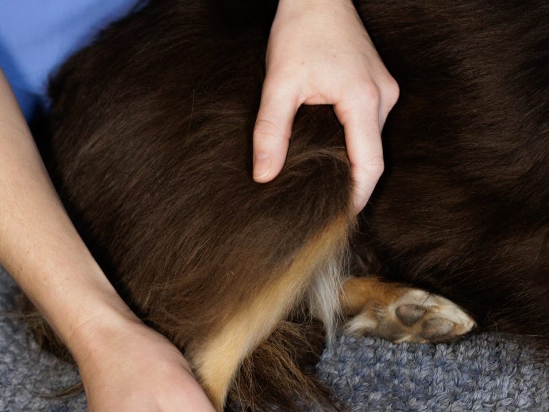 cracking ostéopathie animale lyon chien