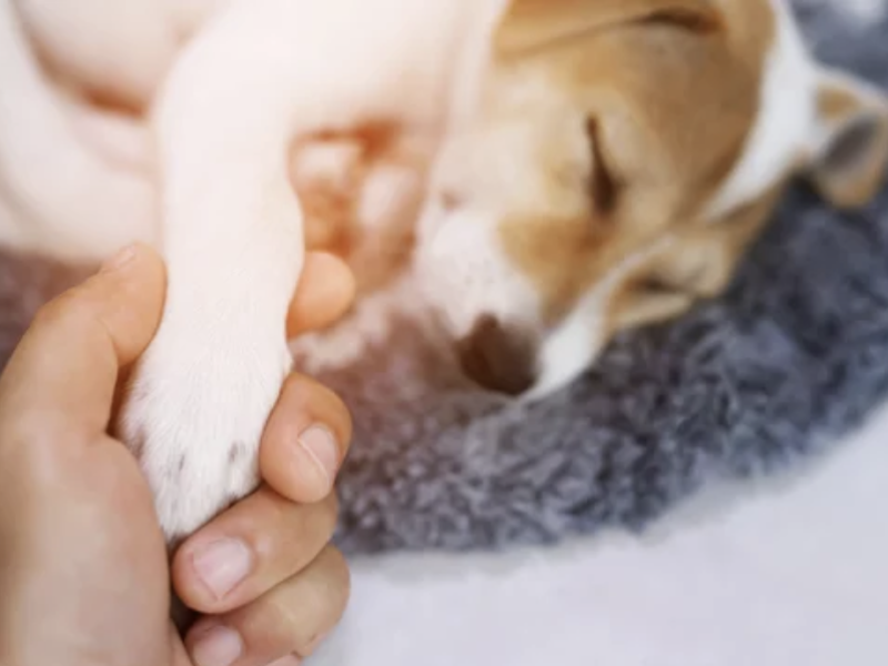 Reconnaitre douleurs chien ostéopathie lyon