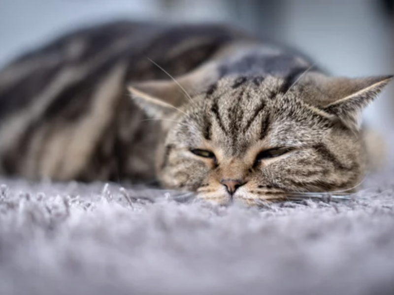 signe douleurs chat ostéopathie lyon