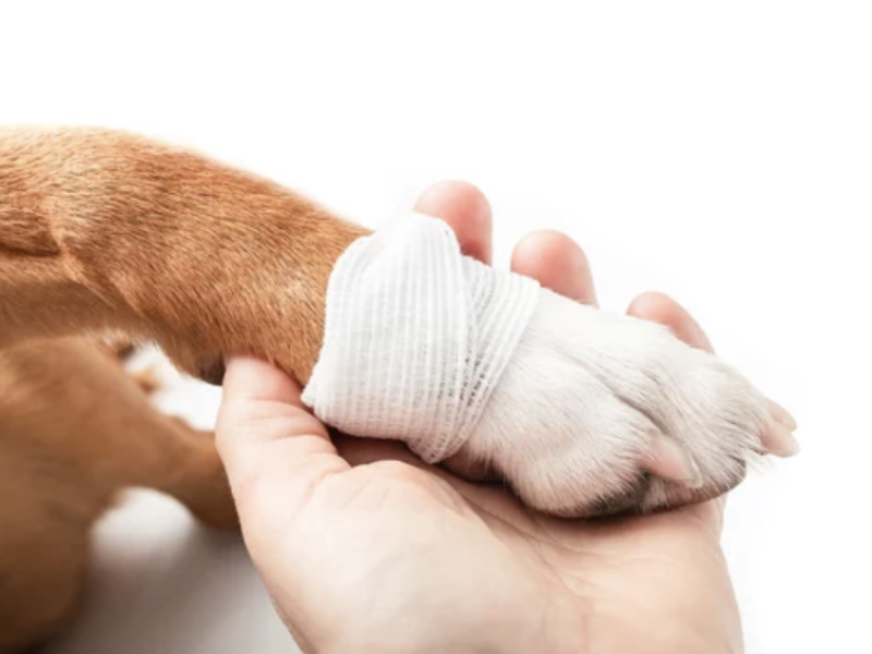 ostéopathie chien chat lyon accident bagarre