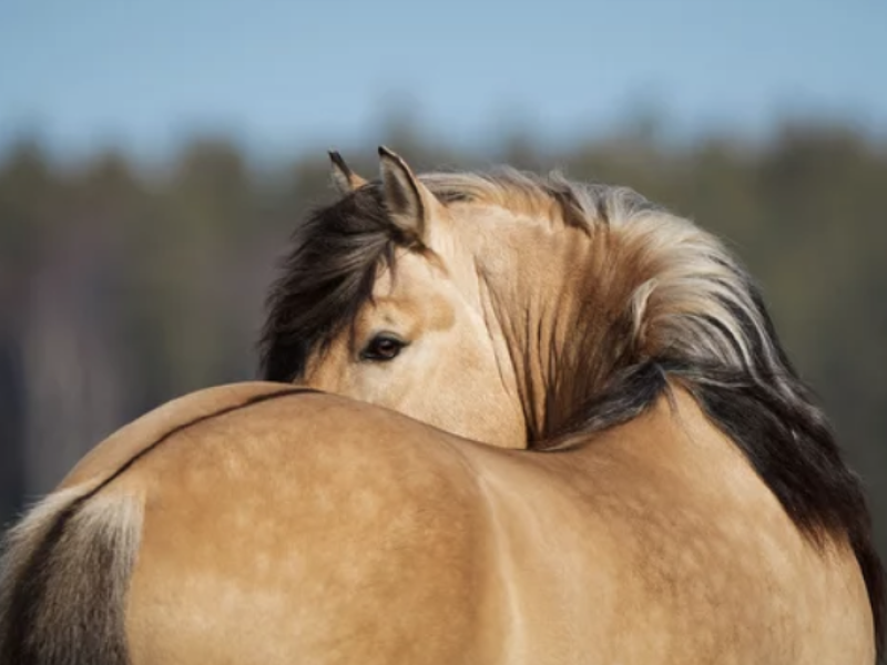 douleur dos cheval ostéopathie lyon