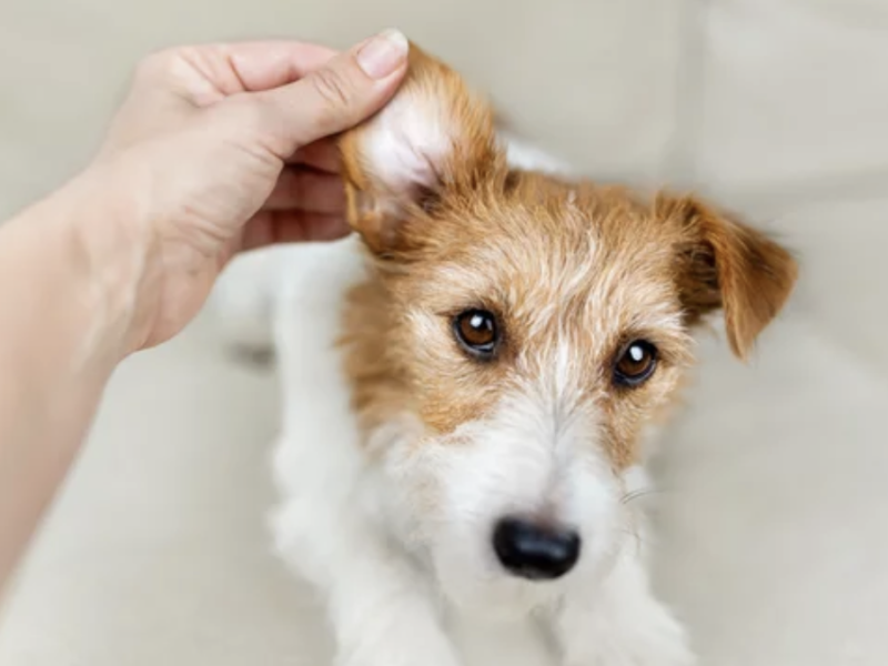ostéopathie chien lyon