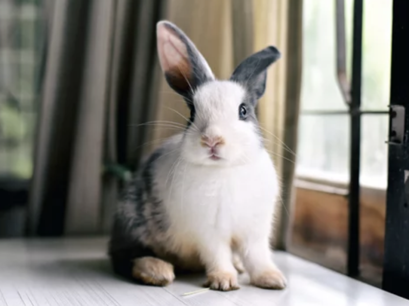 lapin tête penchée cuniculi ostéopathie lyon