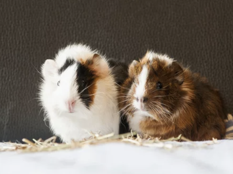 ostéopathie cobaye cochon d'inde troubles digestifs ostéopathie lyon
