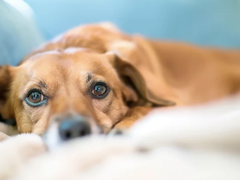 sciatique chien ostéopathie ostépathe lyon