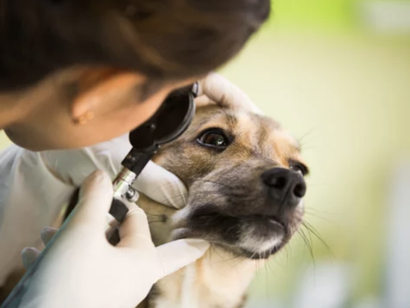 soins coopératif chien ostéopathie animal lyon