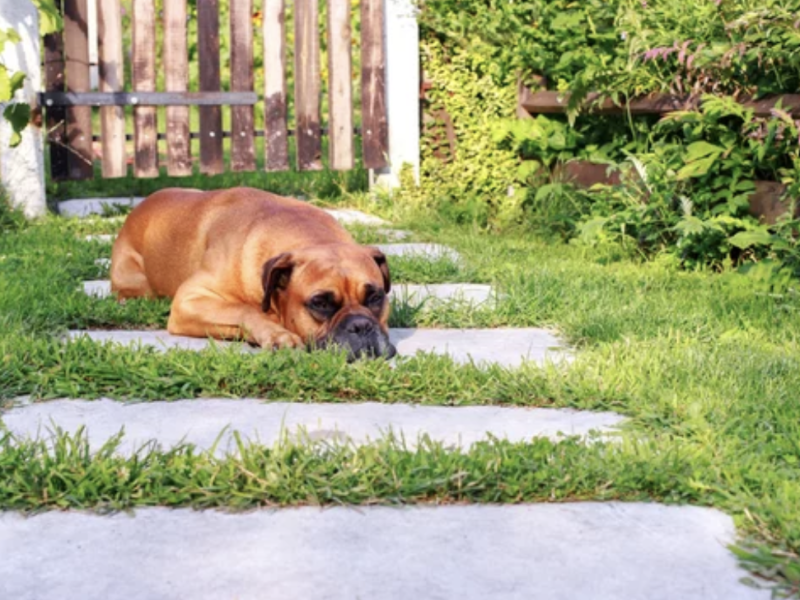 chien jardin ostéopathie animale lyon chien dort jardin