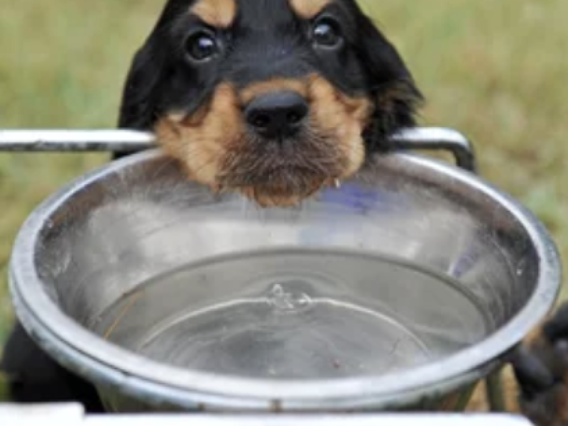 gamelle surélevées chien ostéopathie lyon