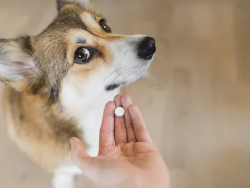 ostéopathie et anti inflammatoires lyon chien
