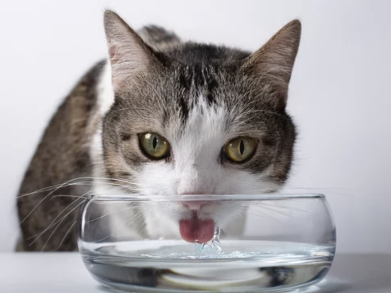 chat ne boit pas assez ostéopathie animale lyon