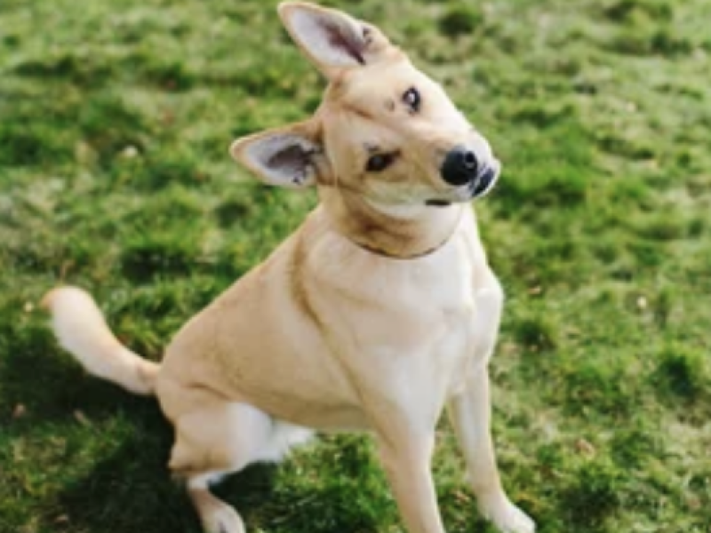 chien tête penchée AVC ostéopathie chien chat lyon