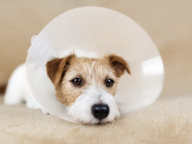 ostéopathie stérilisation chien chat lyon