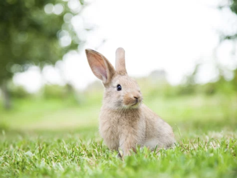 lapin ostéopathie lyon