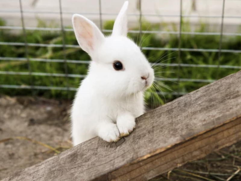 ostéopathie ostéopathe animalier lyon lapin