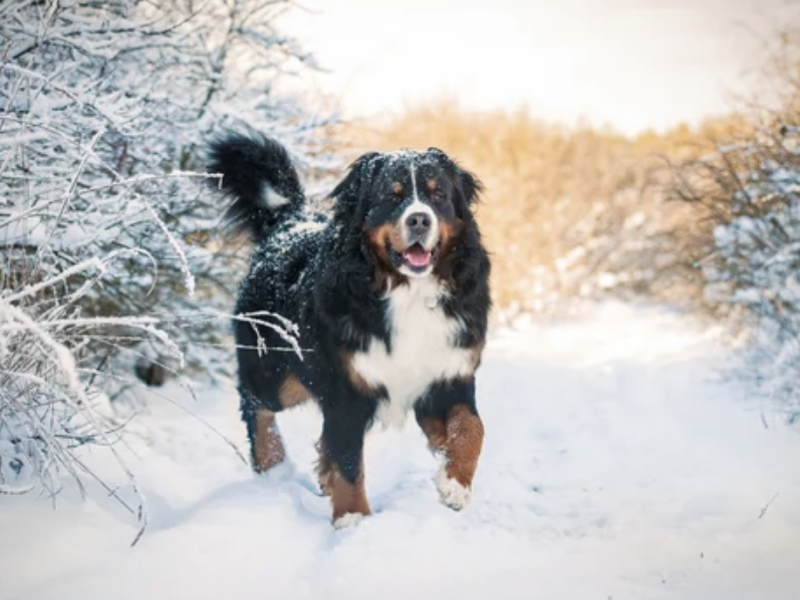 chien raide ostéopathie lyon hiver