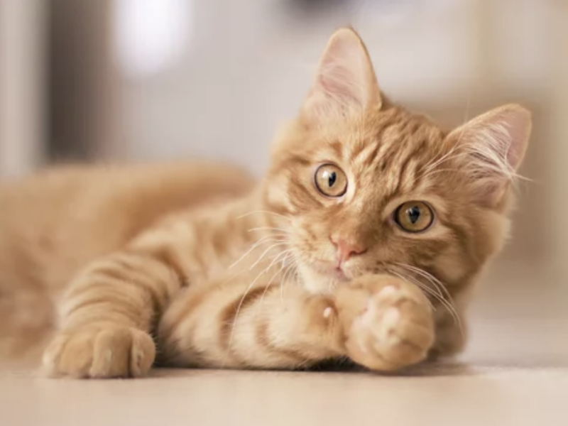 ostéopathie cystite chat