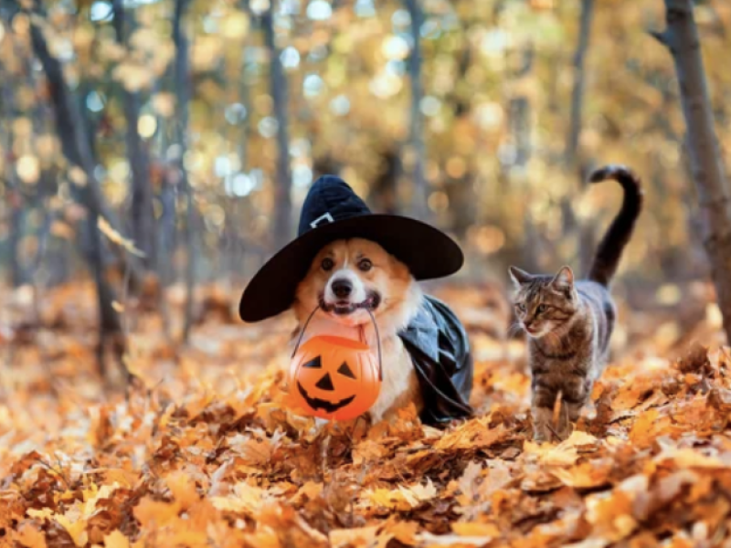 recette biscuit Halloween chien