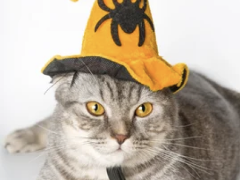 Recette chat biscuit halloween