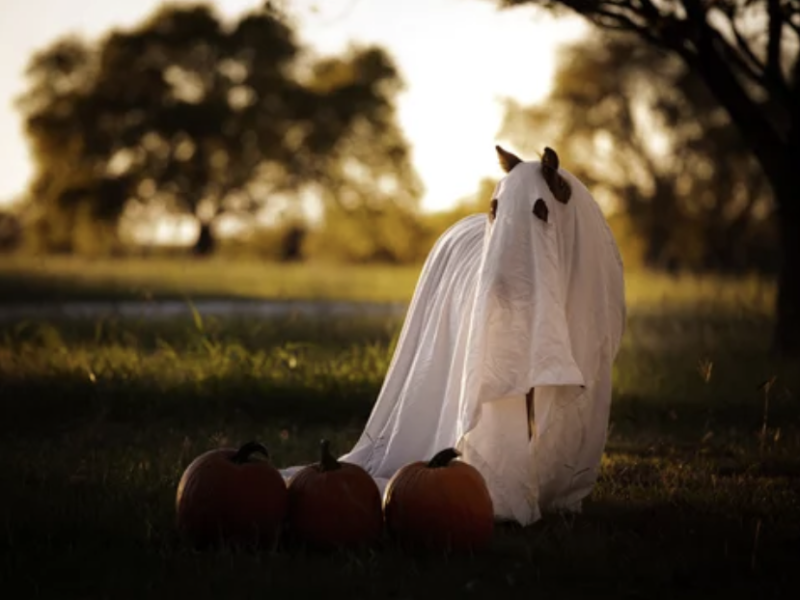 friandises halloween cheval recettes