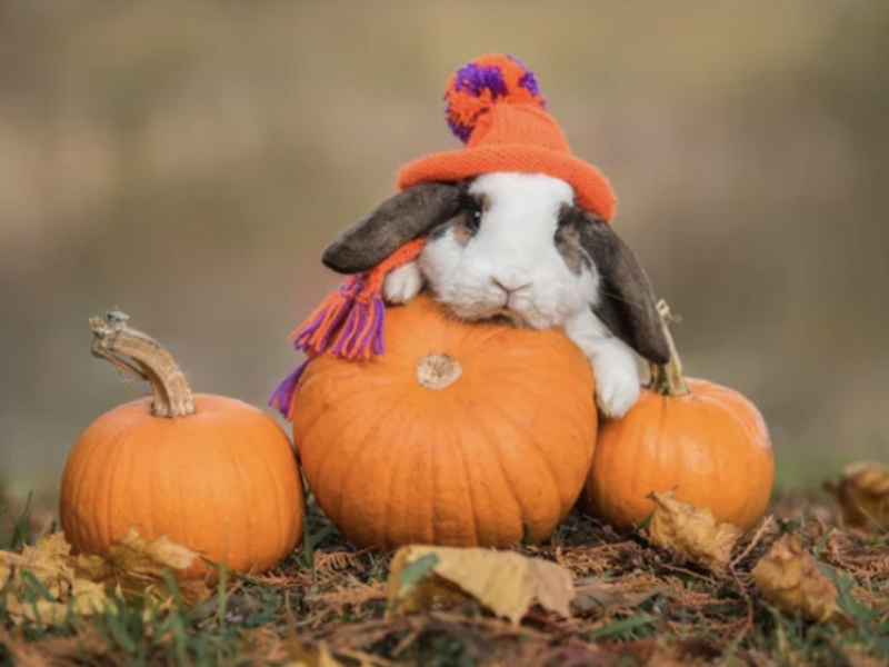 recette friandises lapin cochon d'inde