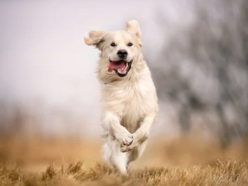 embolie fibro cartilagineuse chien ostéopathie