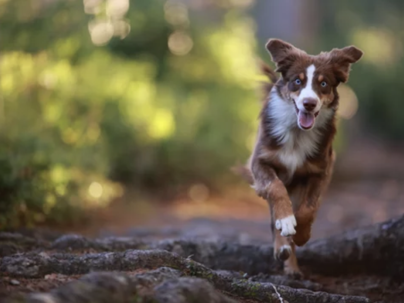 chien douleur ostéopathie lyon