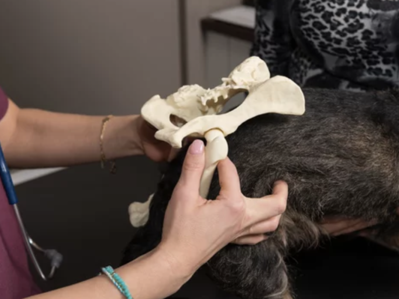 dysplasie hanche chien lyon