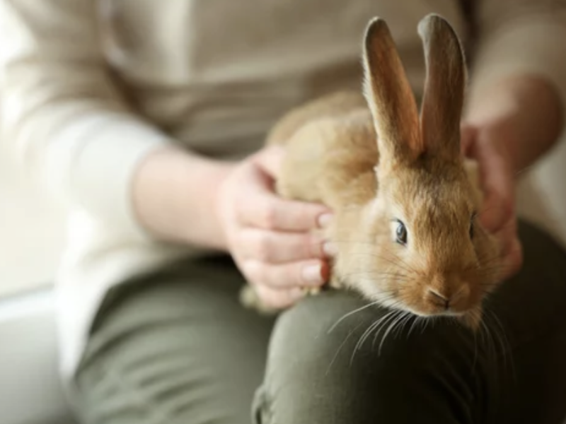 lapin arrêt de transit ostéopathie