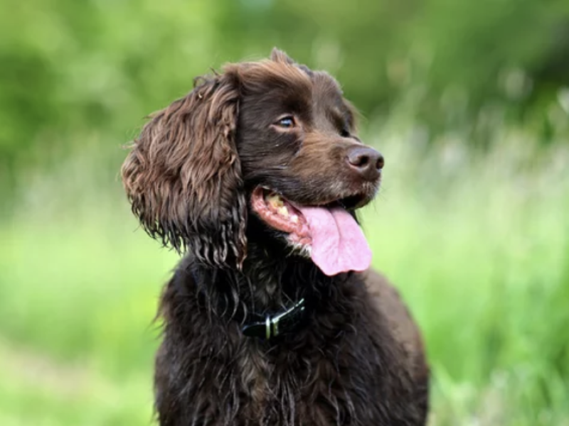 ostéopathie problème foie chien